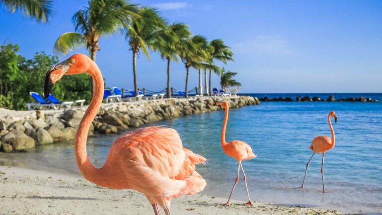 Pink flamingos standing in shallow water along an Aruba beach