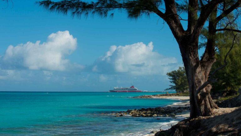 Turquoise Bimini shoreline framed by a large coastal tree