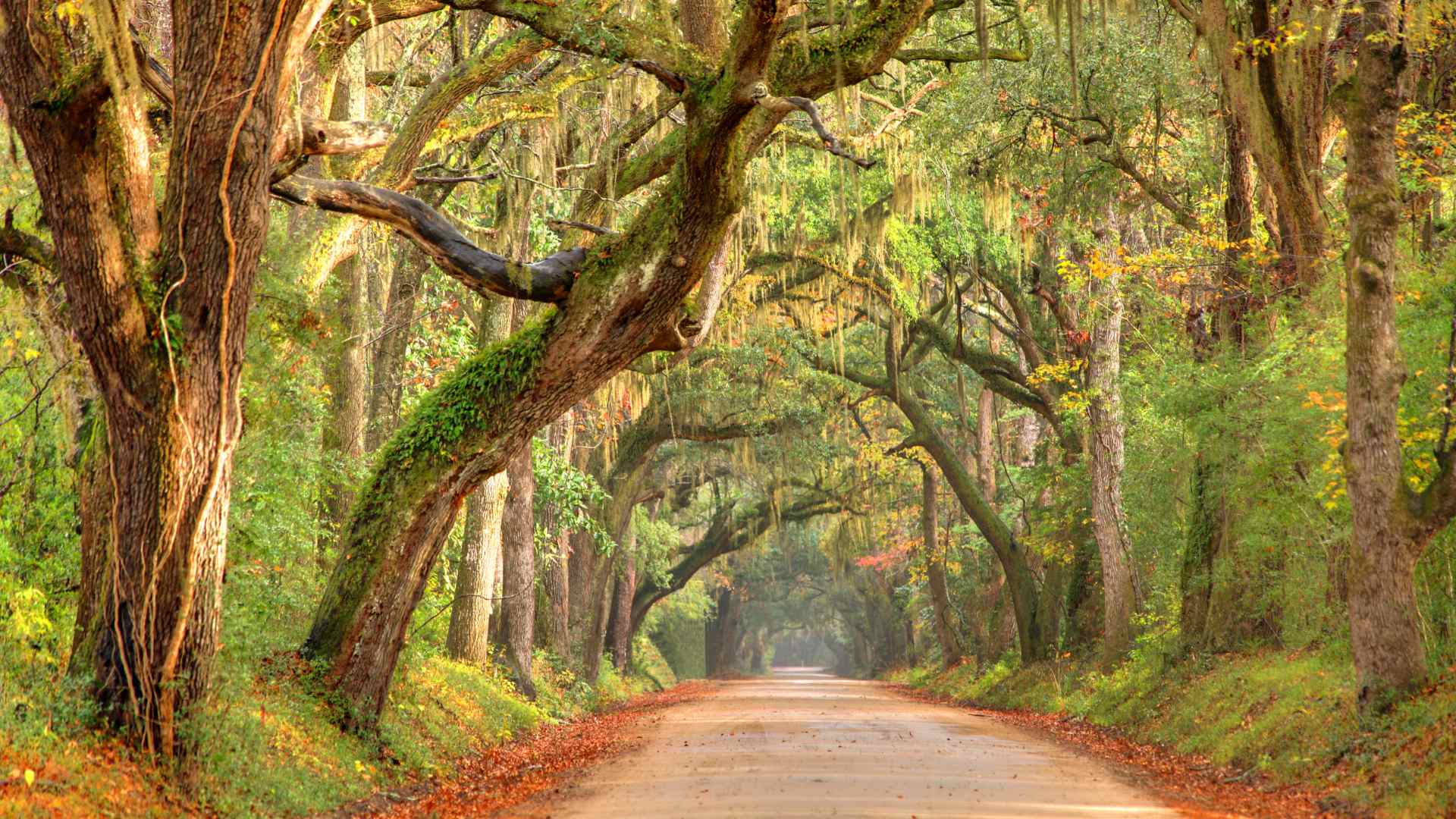 Live oak canopy draped in Spanish moss arching over a quiet Southern road