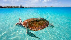 Featured image for Progreso Cruise Port: Your Yucatan and Maya Guide