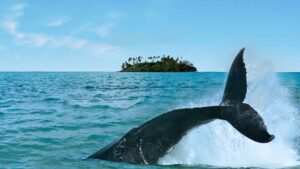 Featured image for Rarotonga Cruise Port: Tender Guide for Cook Islands Visitors