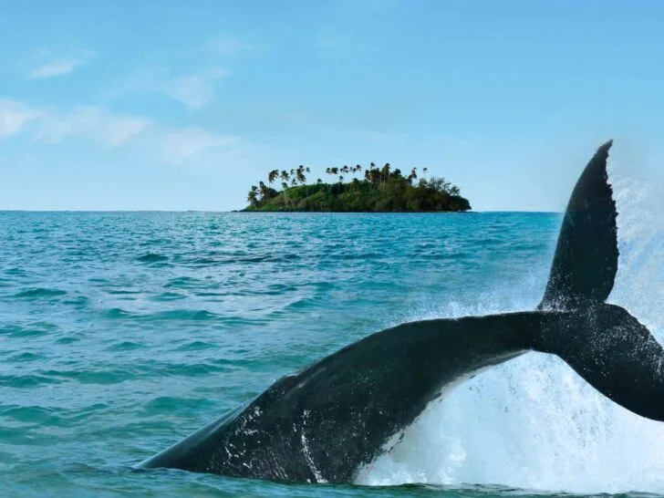 Rarotonga Cruise Port