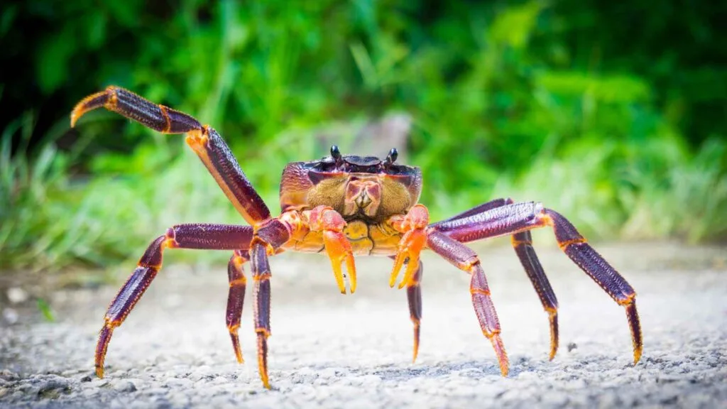 South Pacific Cruise Ports