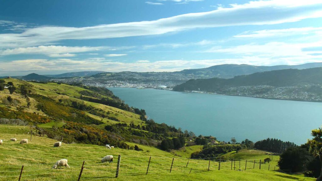 Dunedin Cruise Port