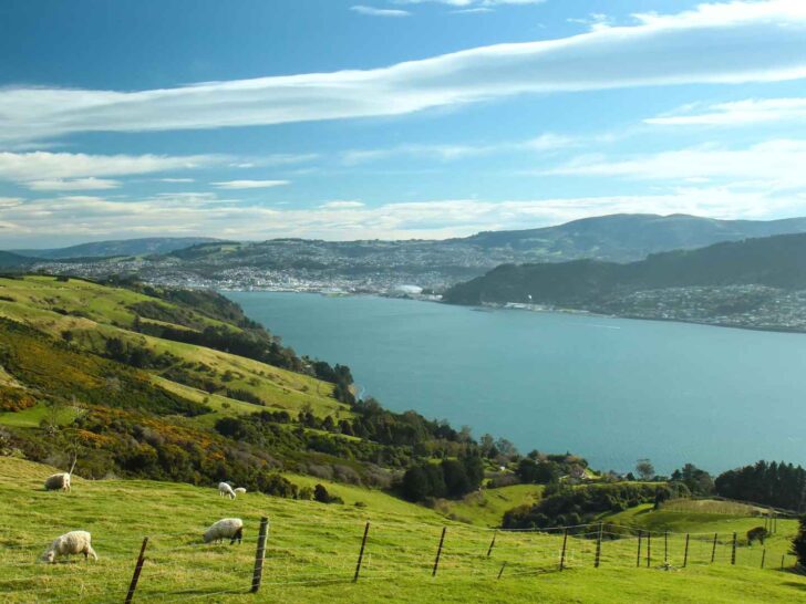 Dunedin Cruise Port