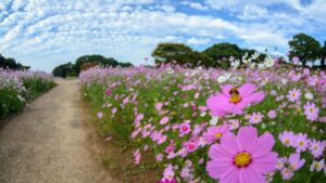Featured image for Sasebo Cruise Port: A Walkable Kyushu Guide