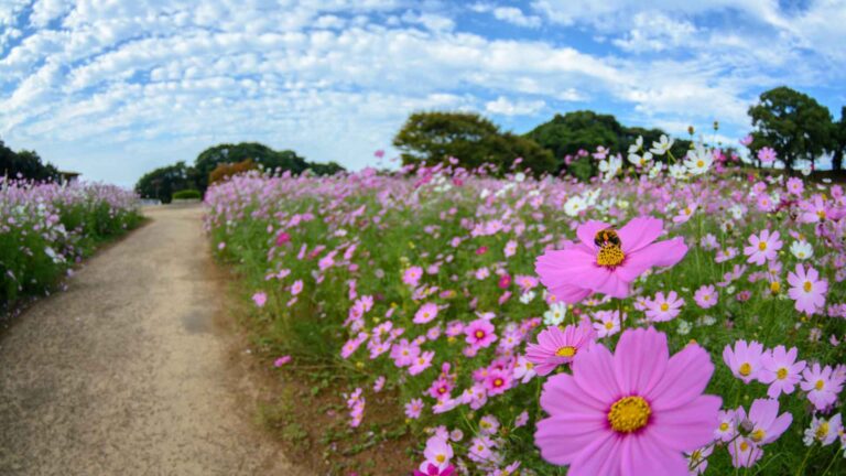 Sasebo Cruise Port: A Walkable Kyushu Guide