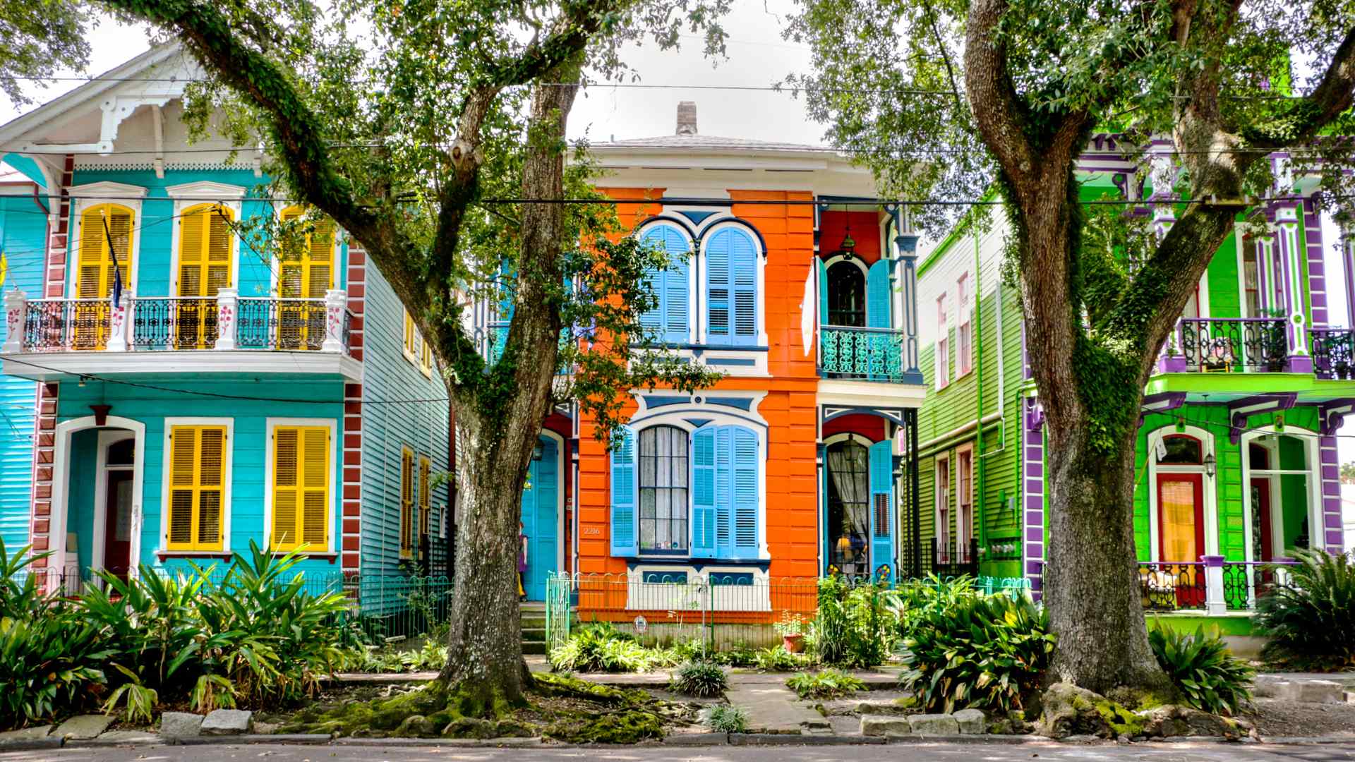 Colorful historic New Orleans homes shaded by a large oak tree
