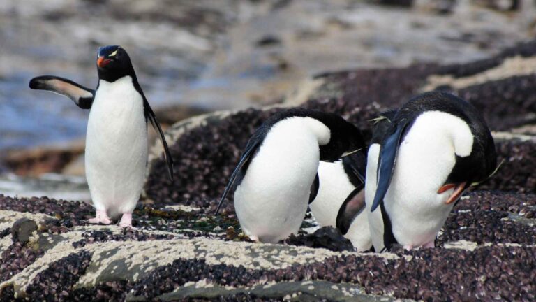 Stanley Cruise Port Guide: Falkland Islands Penguins