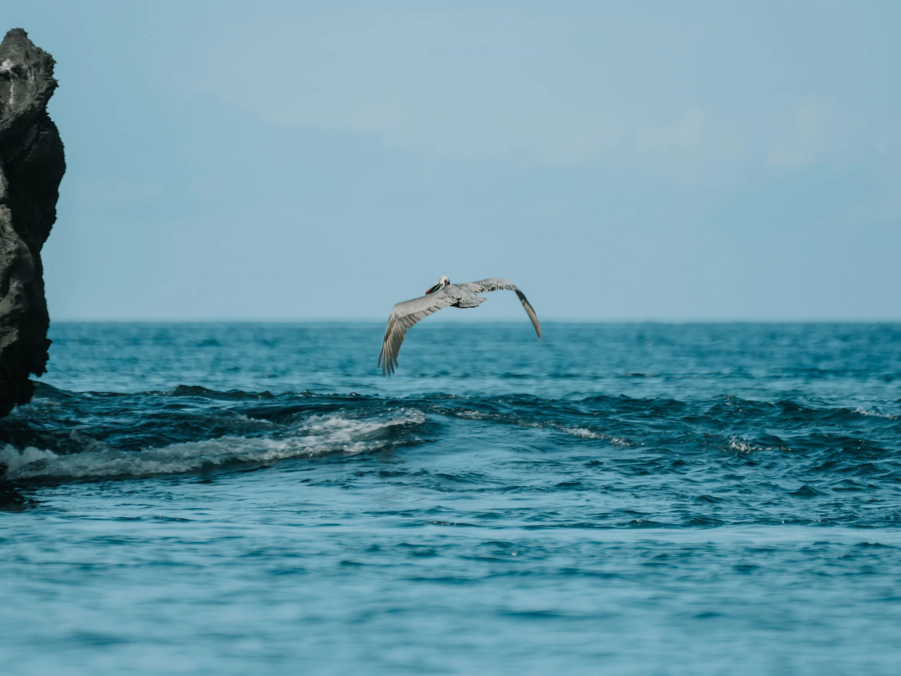 Coastal bird flying above the blue sea in the Galápagos Islands.