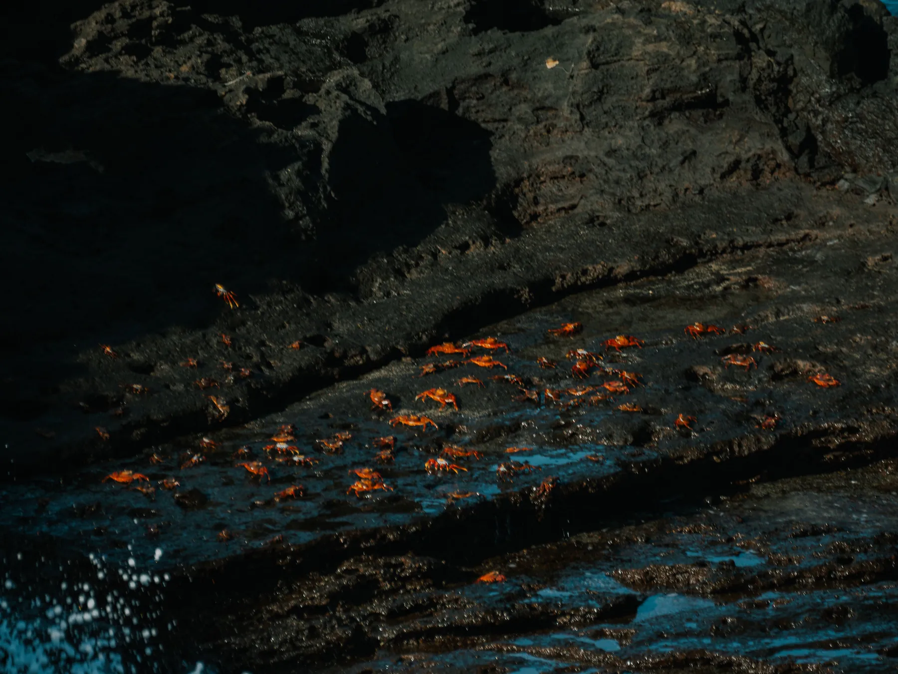Bright Sally Lightfoot crabs on dark volcanic rocks beside the Galápagos sea.