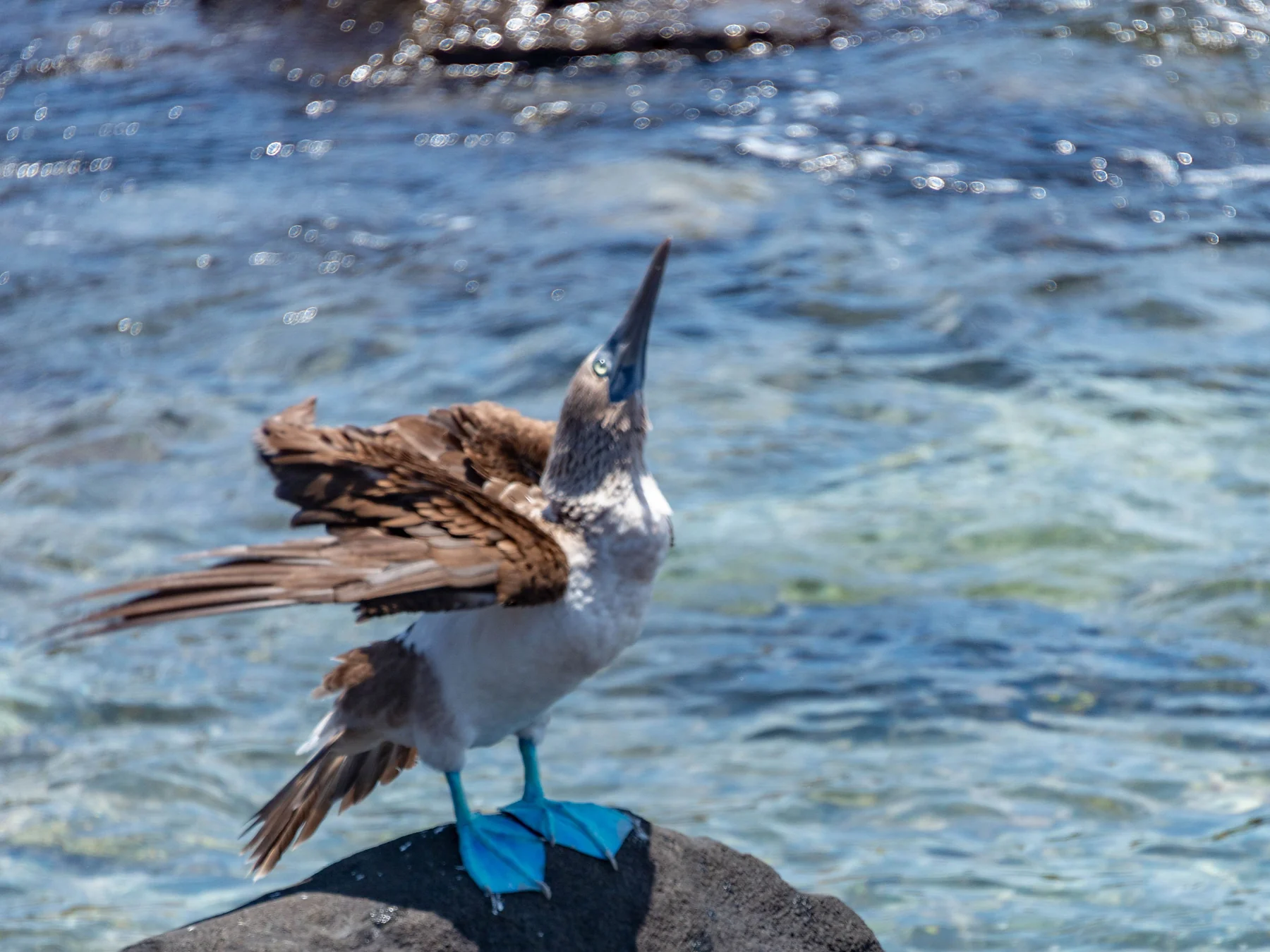 Blue-footed booby standing on coastal rocks beside the sea on San Cristóbal.