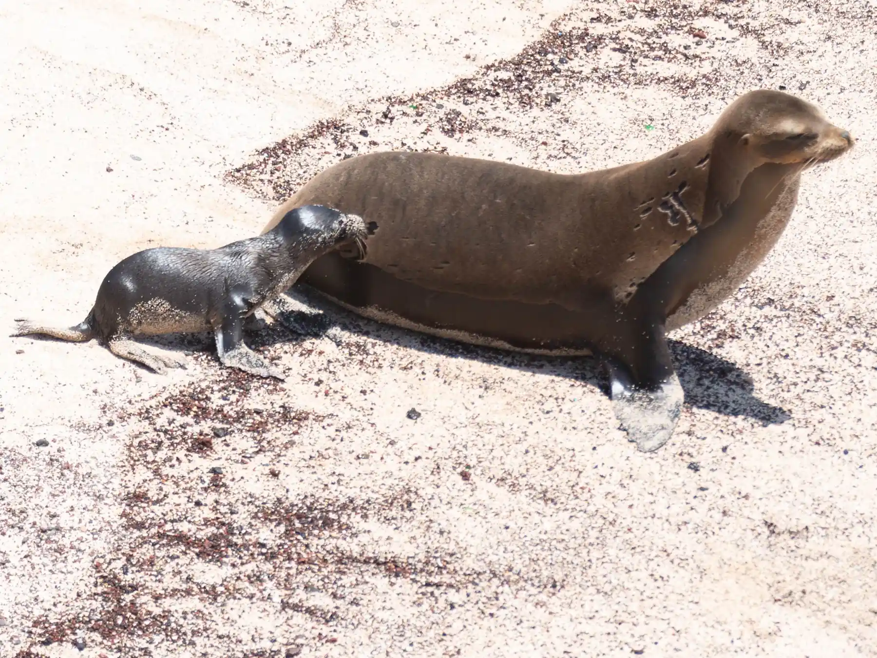 Galápagos sea lion mother and pup resting on a sandy San Cristóbal beach.