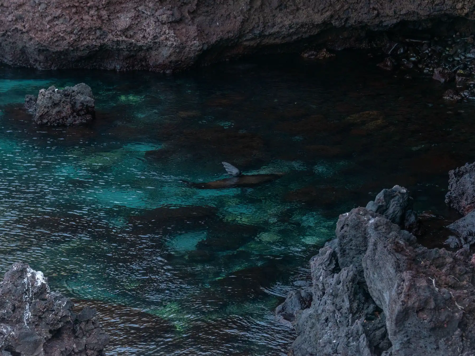 Galápagos sea lion swimming through clear emerald water off San Cristóbal.
