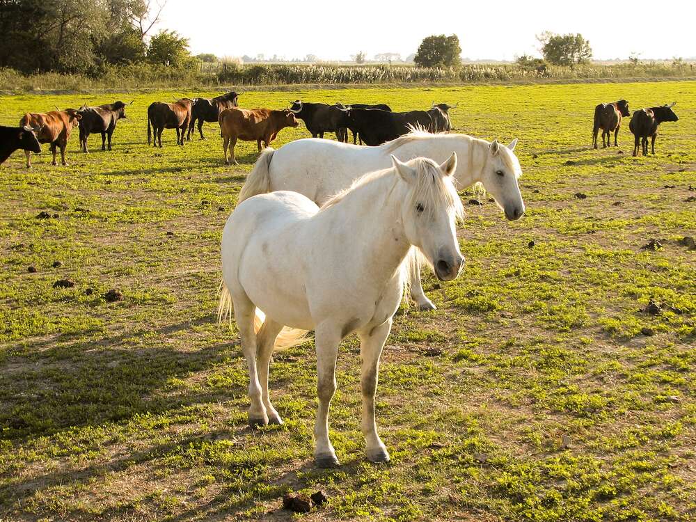 White Camargue horses grazing in the wetlands of southern France