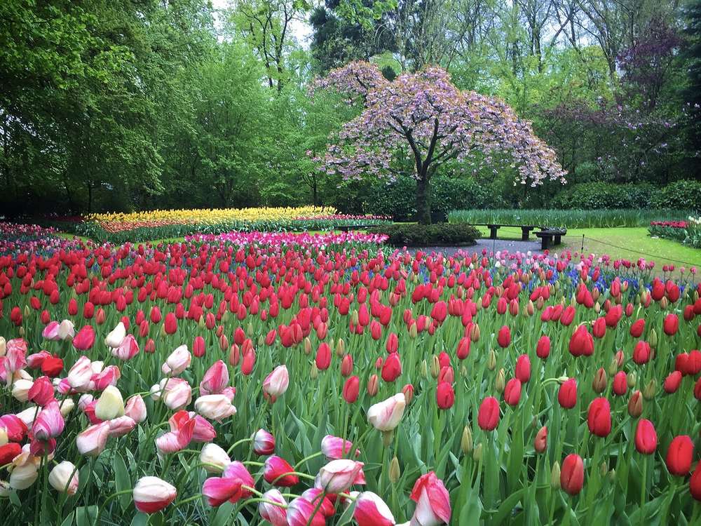 Colorful tulip beds at Keukenhof gardens