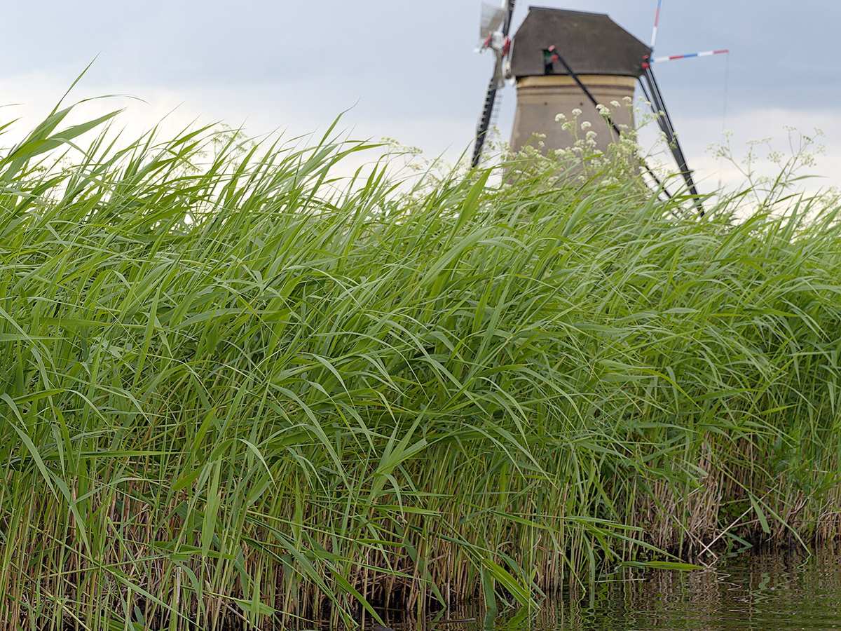 A family of great crested grebe in Boezems Kinderdijk (DSC 4587), Kinderdijk