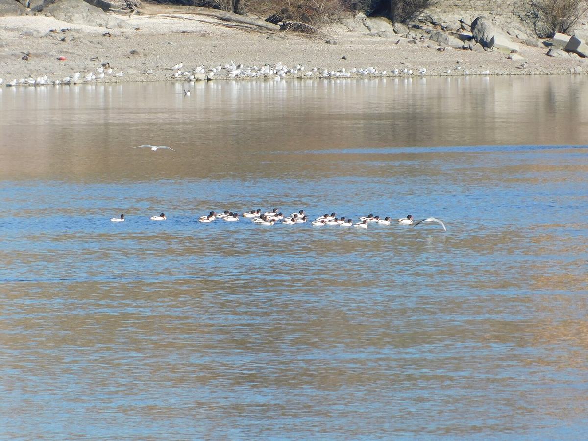 Common Shelduck in Danube in Novi Sad Serbia, Novi Sad
