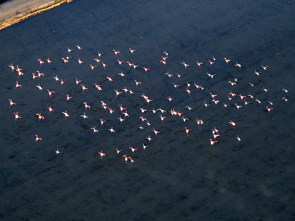 Flamencos at Guadalquivir marsh (6623263311), Guadalquivir