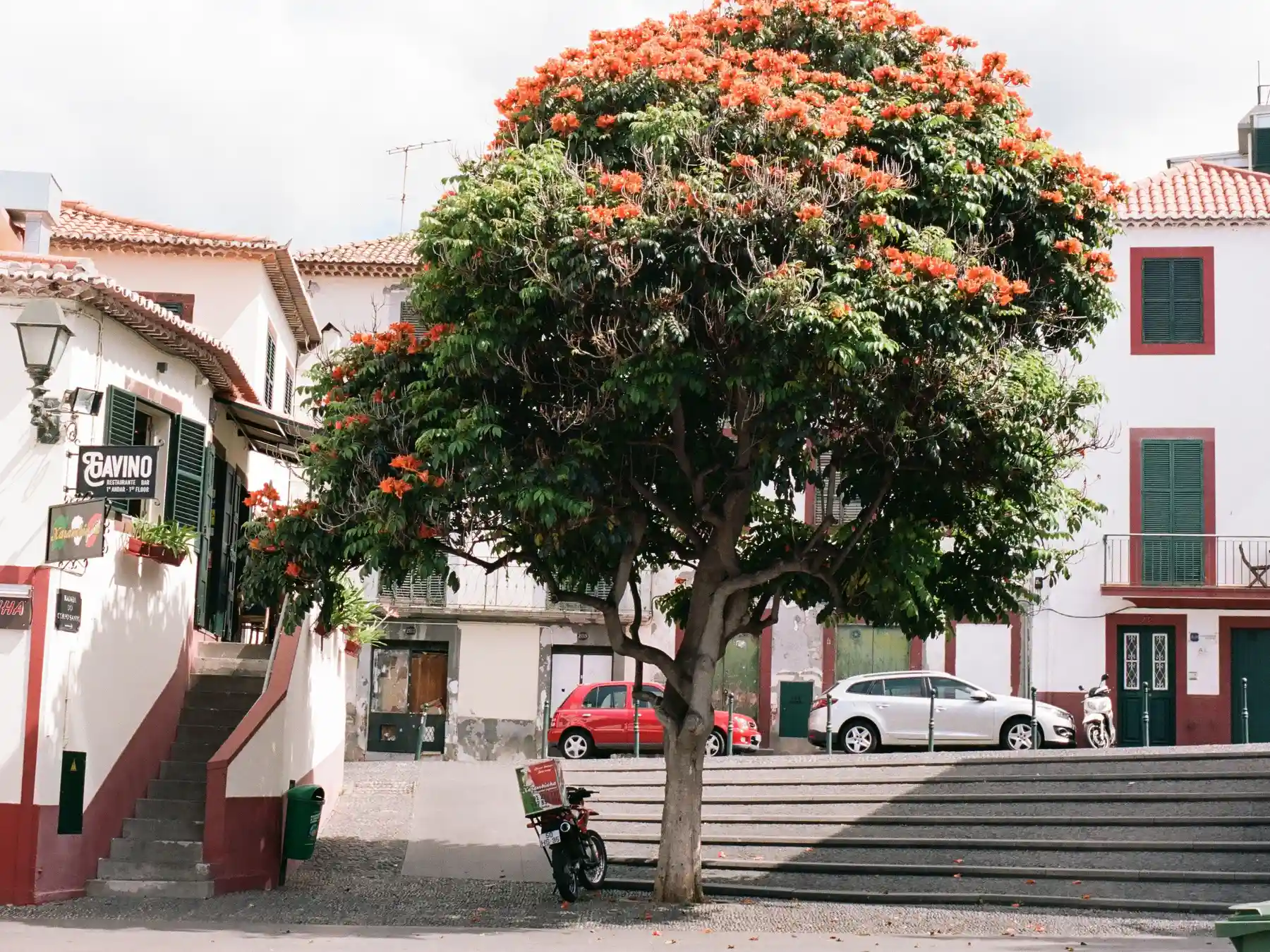 Flowering African tulip tree framed by traditional buildings in Funchal Old Town.