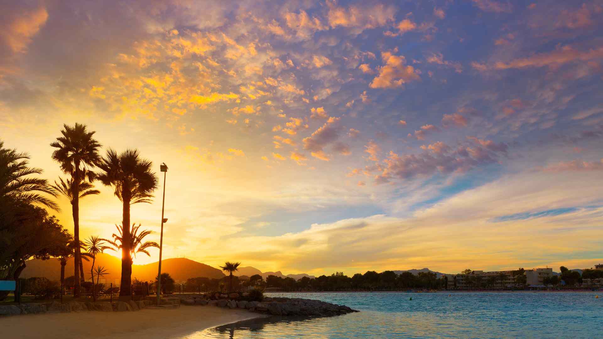 Palm trees silhouetted against an Alcudia sunset