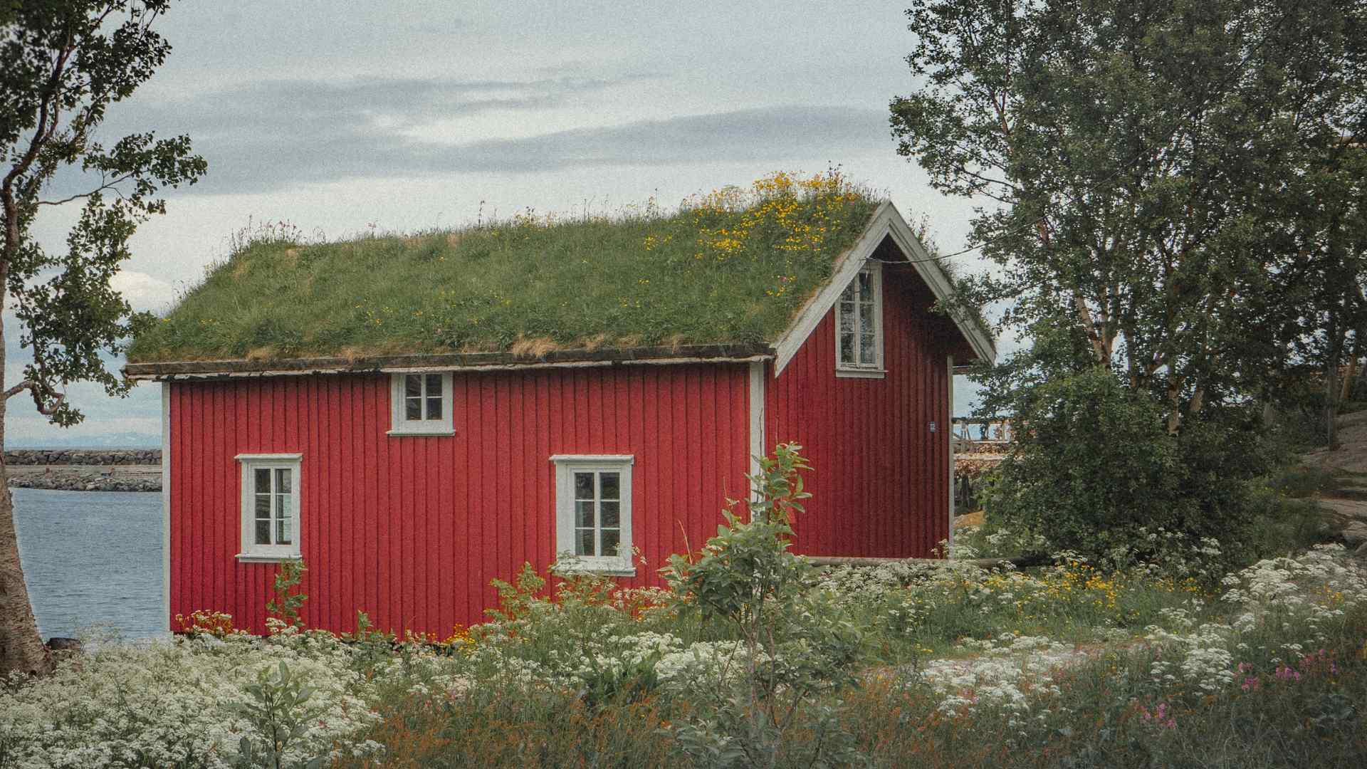 Red cabin with a grass roof on the Norwegian coast