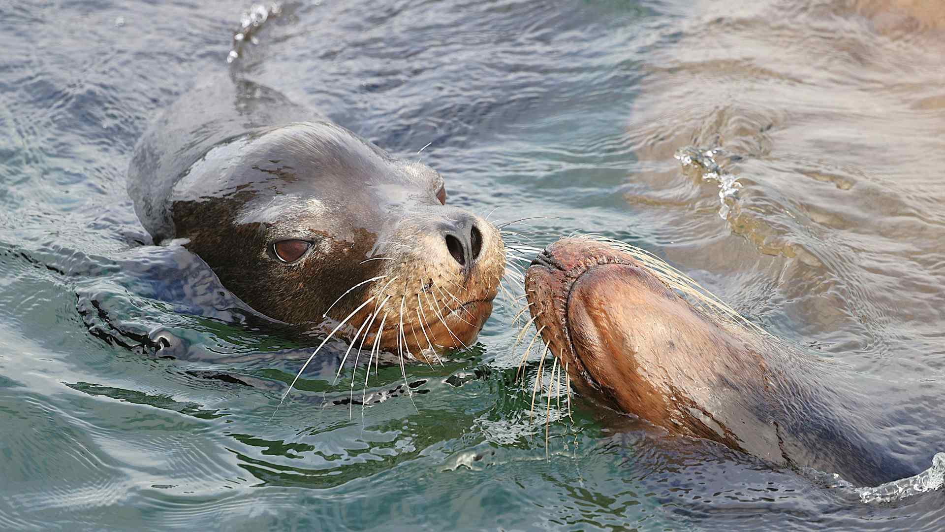 Sea lions swimming together near Astoria's waterfront