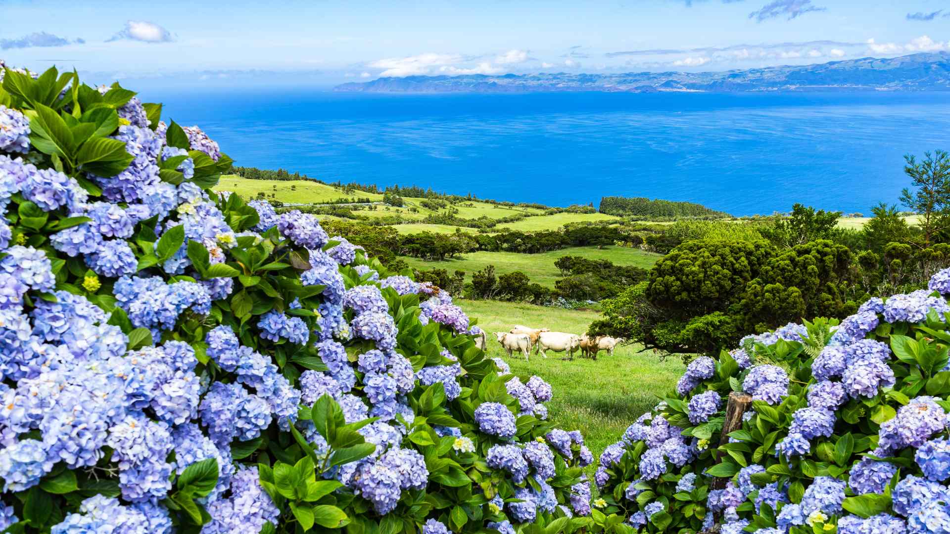 Blue hydrangeas overlooking the Atlantic on an Azores island