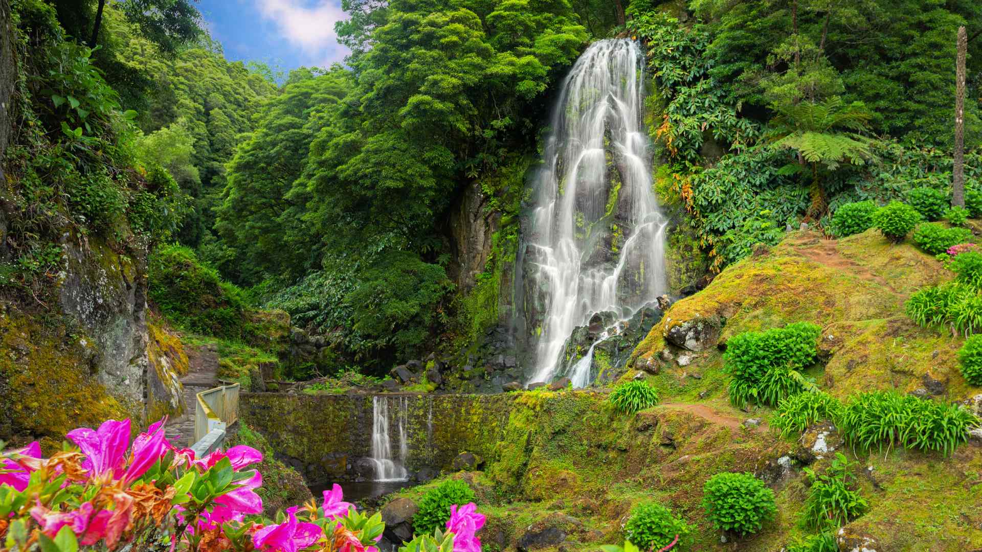 Forest waterfall surrounded by hydrangeas in the Azores