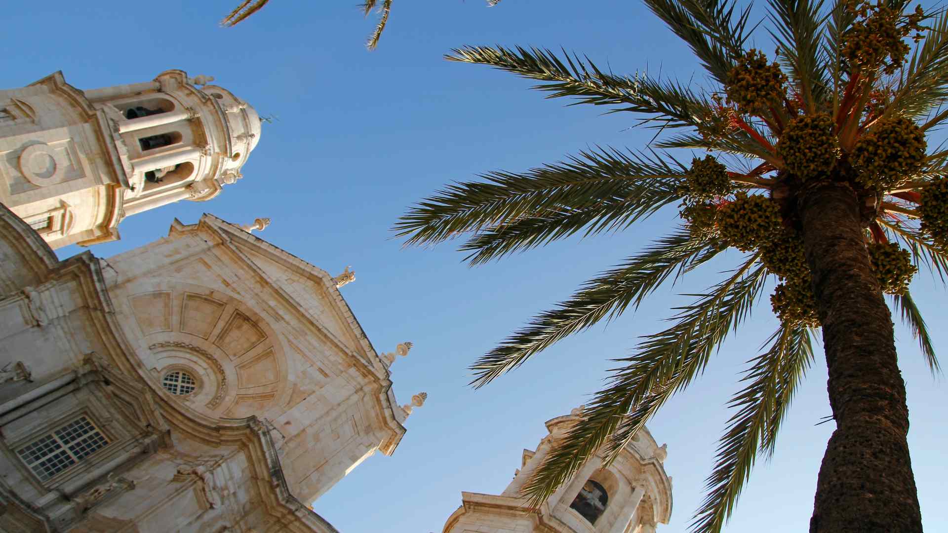 Low-angle view of Cadiz Cathedral and a palm tree