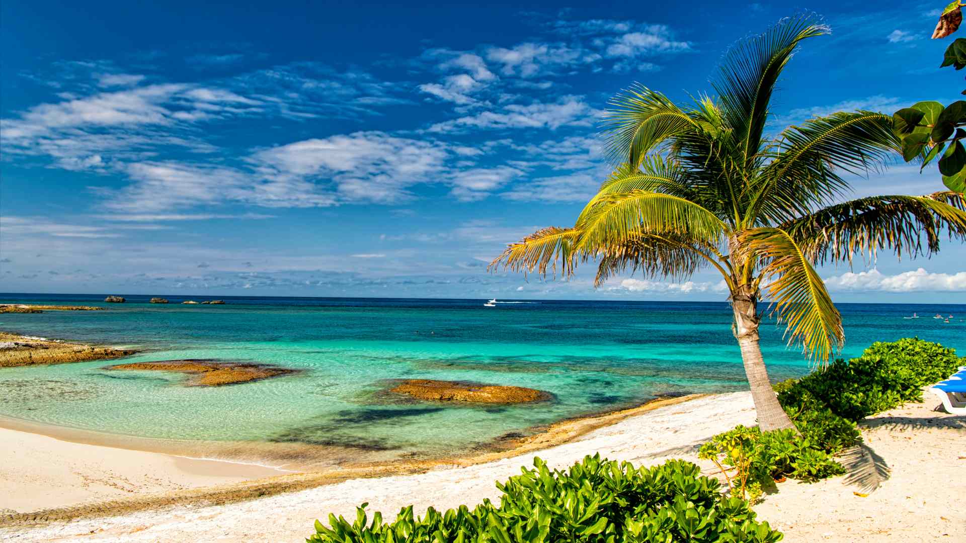 Palm tree beside clear turquoise water at Castaway Cay