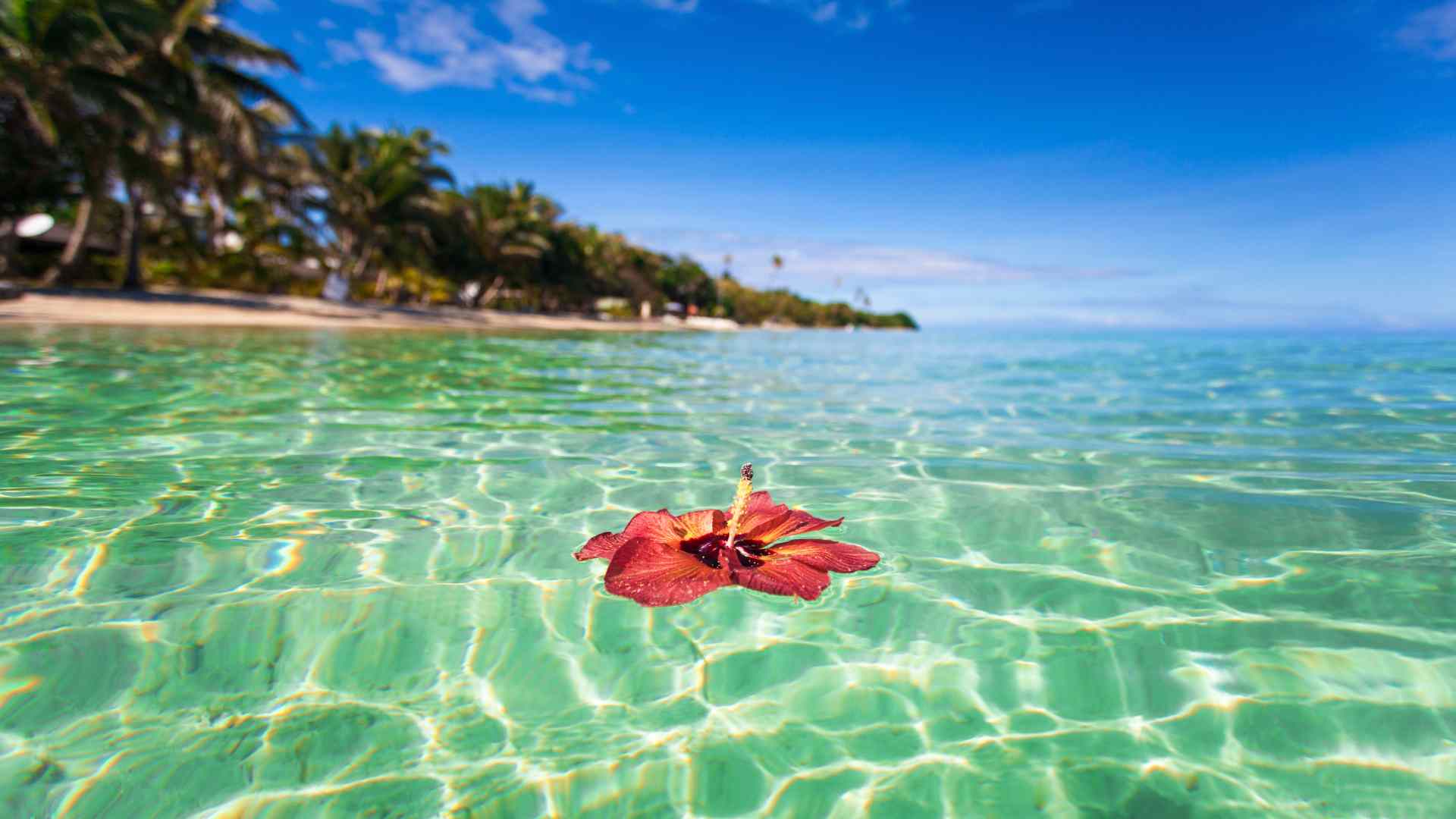 Red hibiscus floating in clear turquoise water at Celebration Key