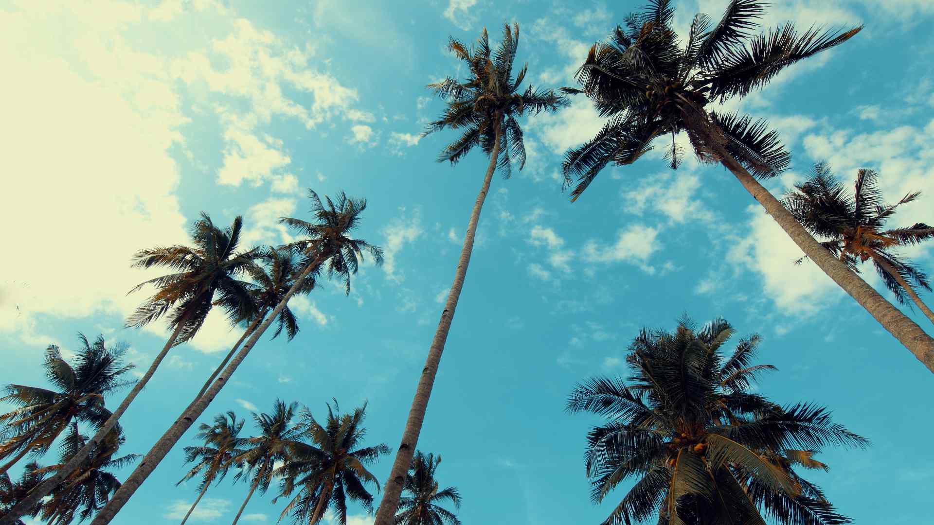 Tall coconut palms against a blue sky at Celebration Key