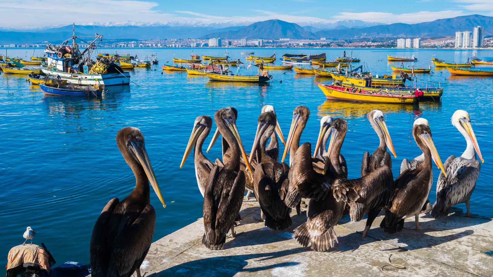 Pelicans gathered beside colorful fishing boats in Coquimbo harbor