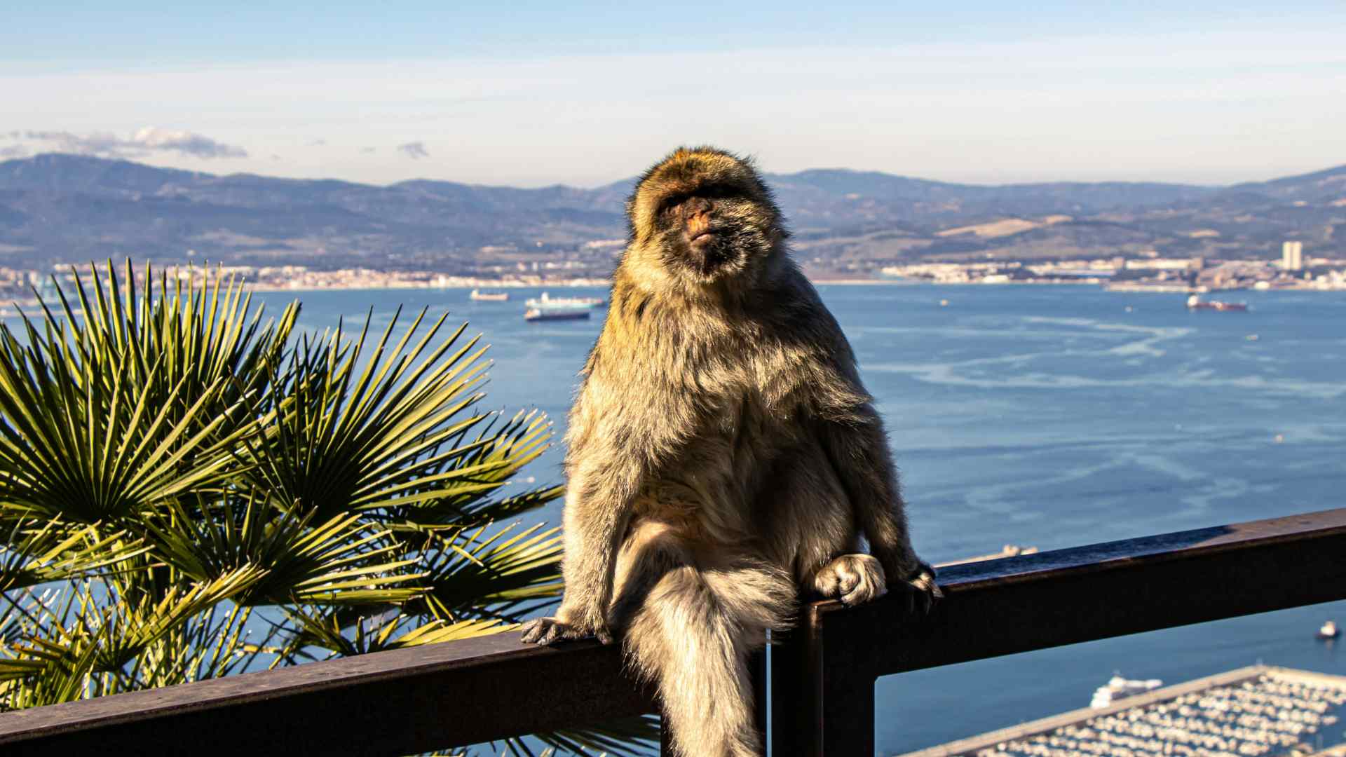 Barbary macaque overlooking the Bay of Gibraltar