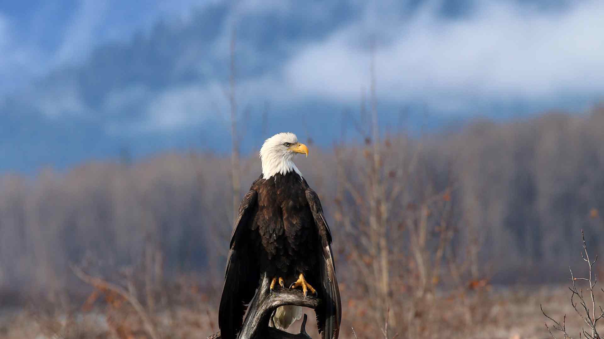 Bald eagle perched in the Alaskan wilderness near Haines