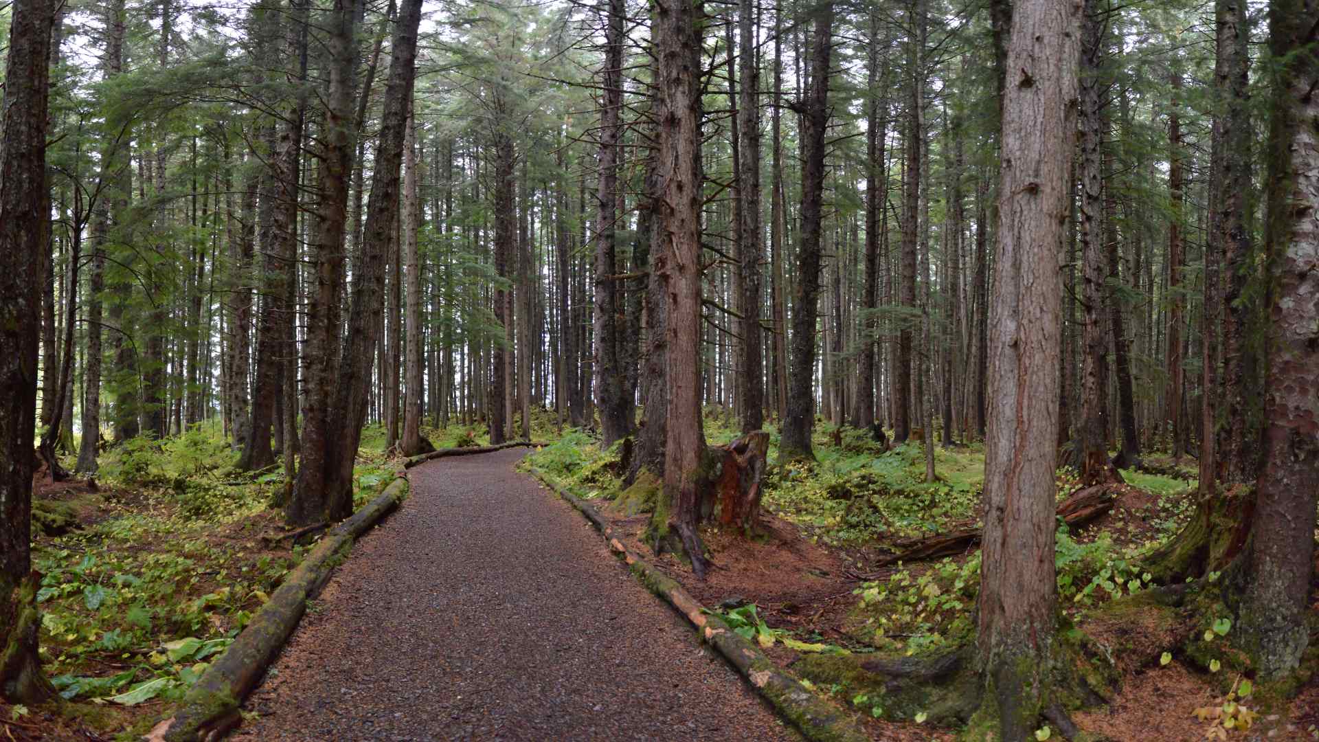Rainforest walking trail at Icy Strait Point, Alaska