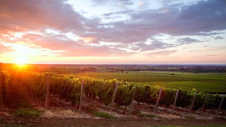sunset over a vineyard