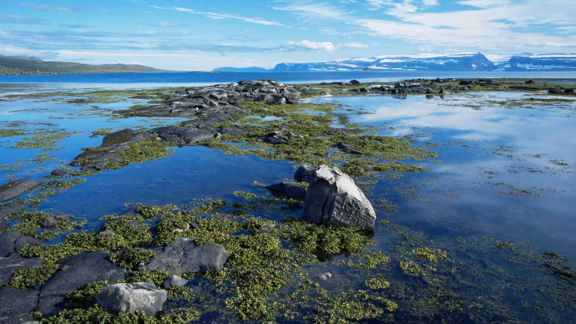 Rocky tidal shoreline near Isafjordur in Iceland's Westfjords