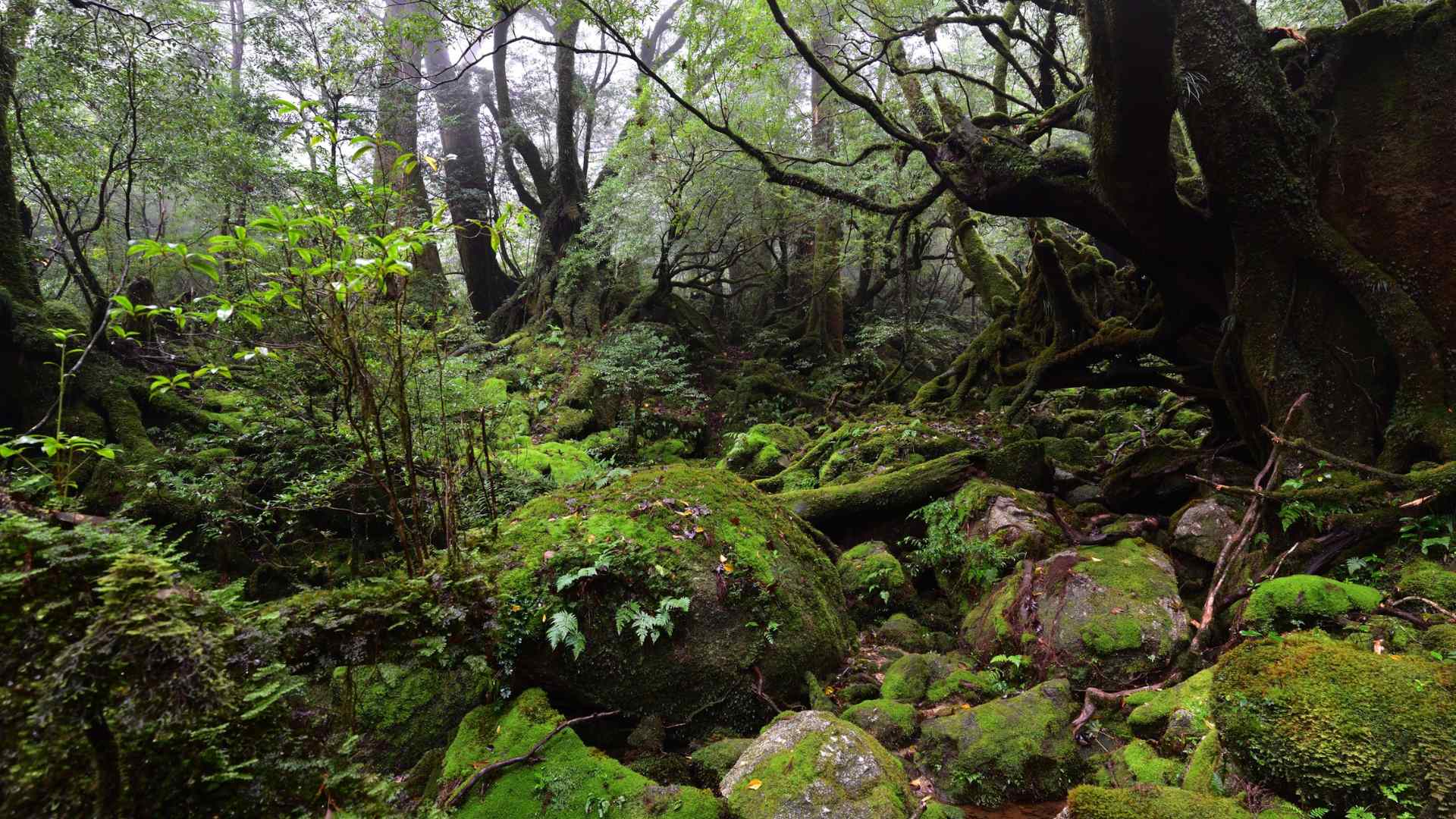 Moss-covered forest trail on Yakushima near Kagoshima