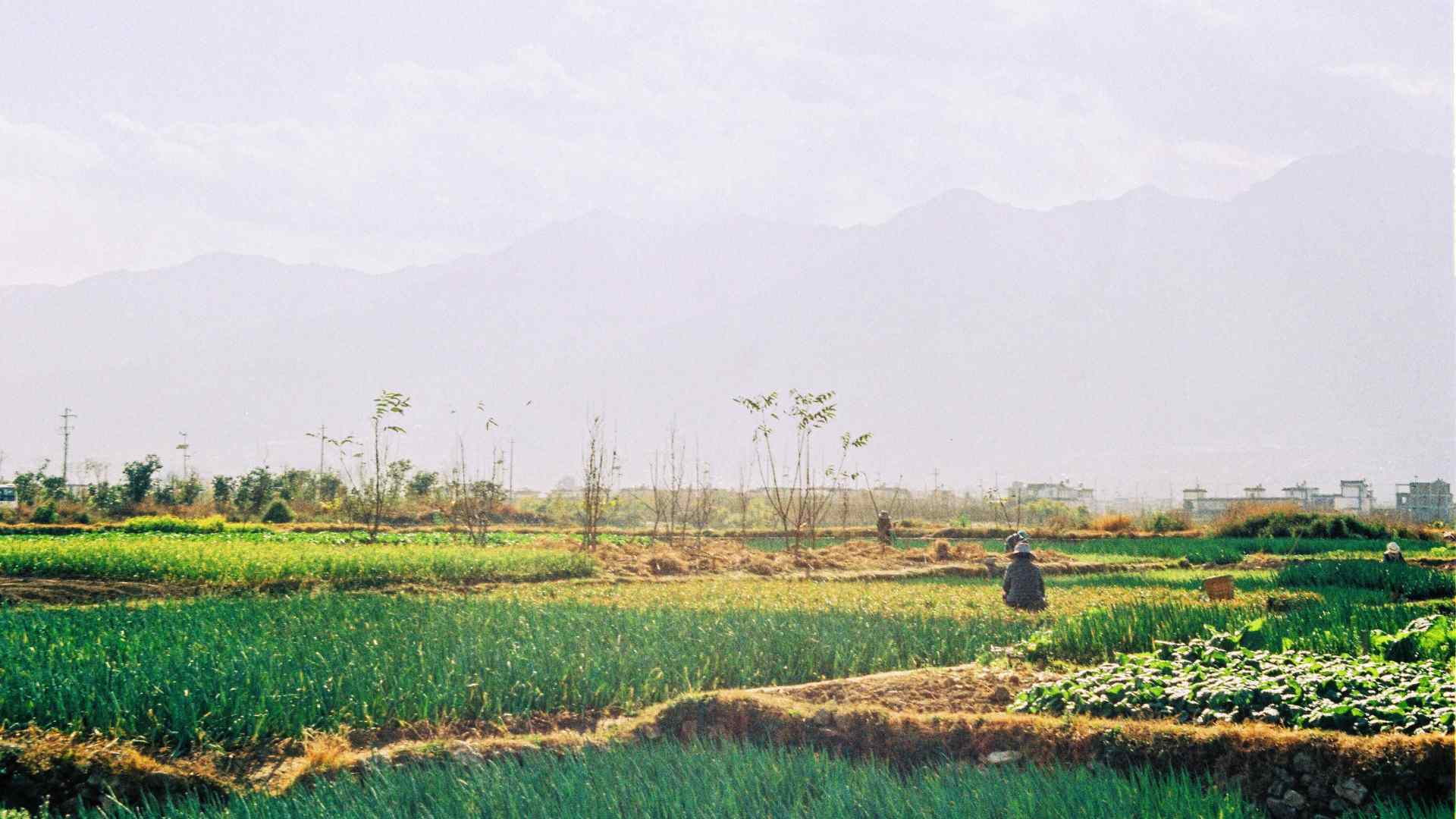 Green farmland near Laem Chabang in Chonburi, Thailand