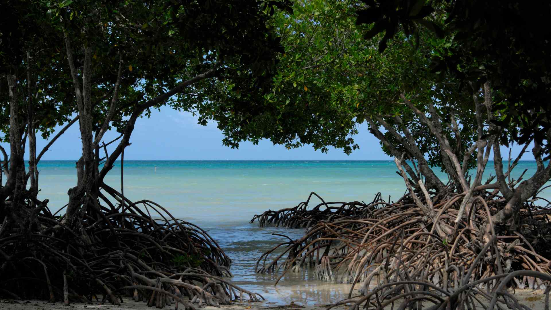Mangrove trees along a clear tropical shoreline
