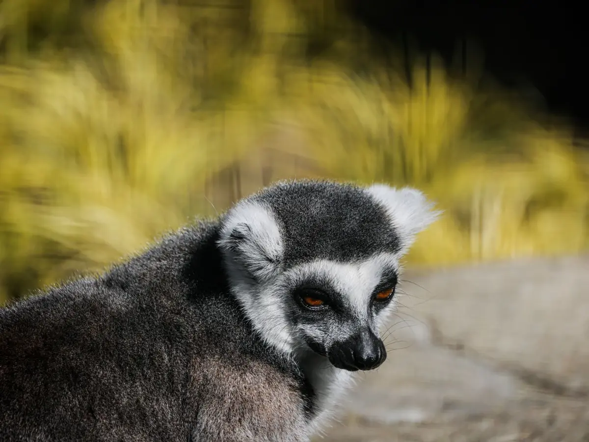 Ring-tailed lemur in its natural setting in Madagascar