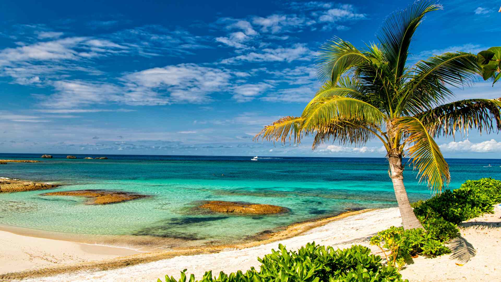 Palm tree beside the turquoise lagoon at Ocean Cay