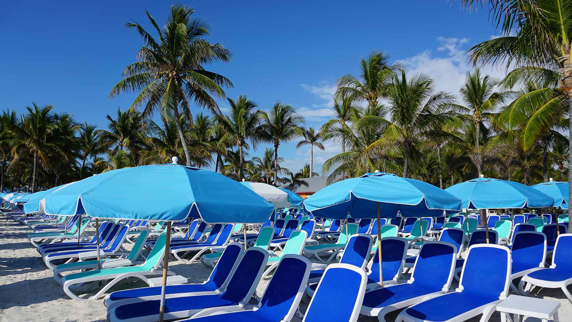 Blue beach chairs and umbrellas beneath CocoCay palm trees