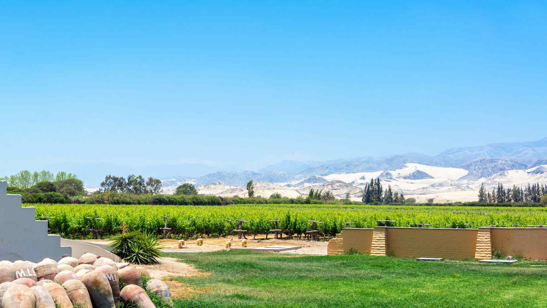 Green vineyard oasis in the desert near Pisco, Peru