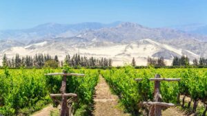 Featured image for Pisco Cruise Port Guide: Ballestas, Paracas and Huacachina