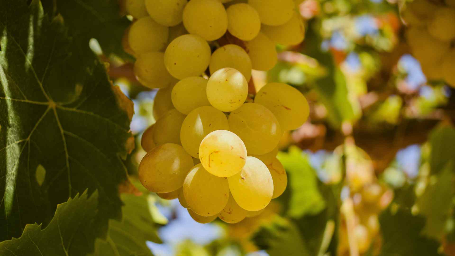 Ripe white grapes growing in a vineyard near Pisco