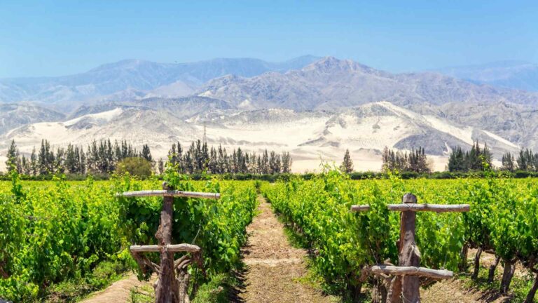 Vineyard rows beneath the desert mountains near Pisco, Peru