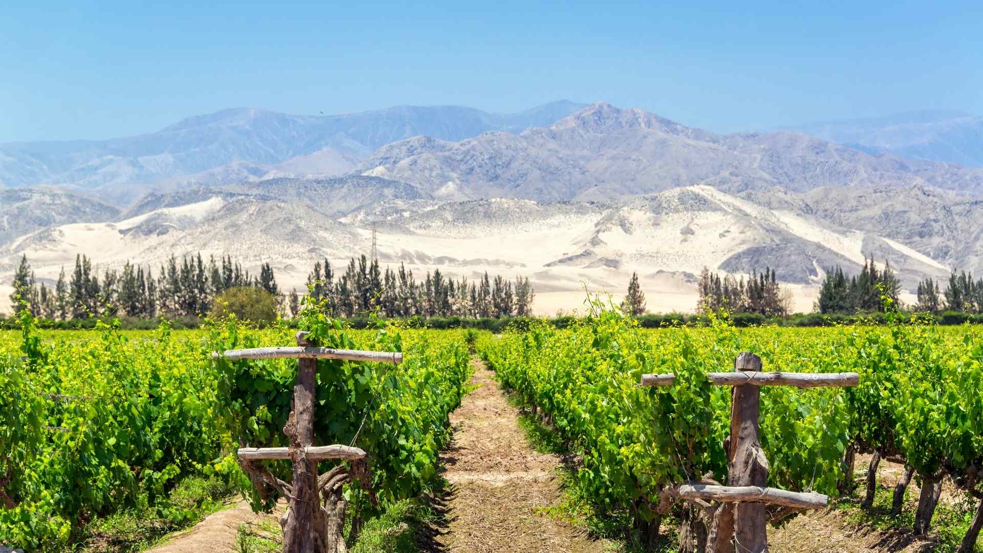 Vineyard rows beneath the desert mountains near Pisco, Peru